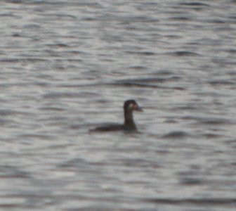 DSCN8771 c Surf Scoter Willow Slough FWA IN 10-22-2015 photo