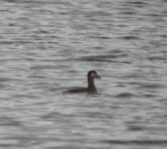 DSCN8771 c Surf Scoter Willow Slough FWA IN 10-22-2015