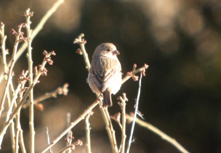 DSCN9302 House Finch Watson Lake Yavapai Co AZ 12-26-2015