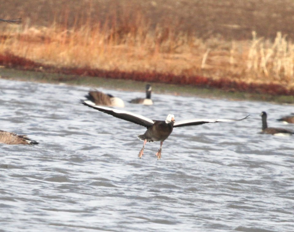 IMG 6031 Snow Goose Whispering Willows Kankakee Co IL 12-16-2015