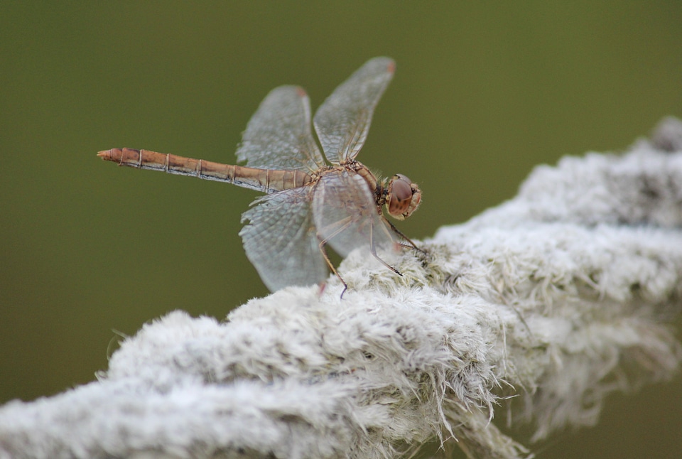 Fly animal wing