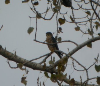 DSCN8556 c Merlin Kankakee IL 10-15-2015