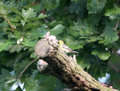 IMG 1820 c Blackburnian Warbler Hse Kankakee IL 9-5-2015