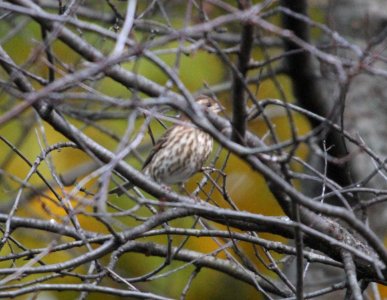IMG 4714 c Purple Finch Hse Kankakee IL 10-30-2015
