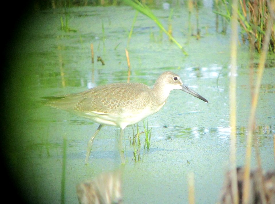 IMG 1916 c Willet Samuel Myers Park Racine WI 8-10-2015