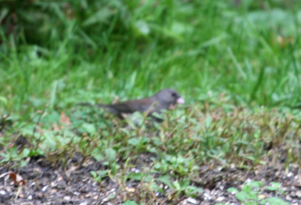 IMG 3250 c Dark-eyed Junco Hse Kankakee IL 9-27-2015