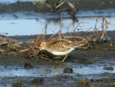 DSCN8916 c Pectoral Sandpiper Iroquois Co IL 11-6-2015