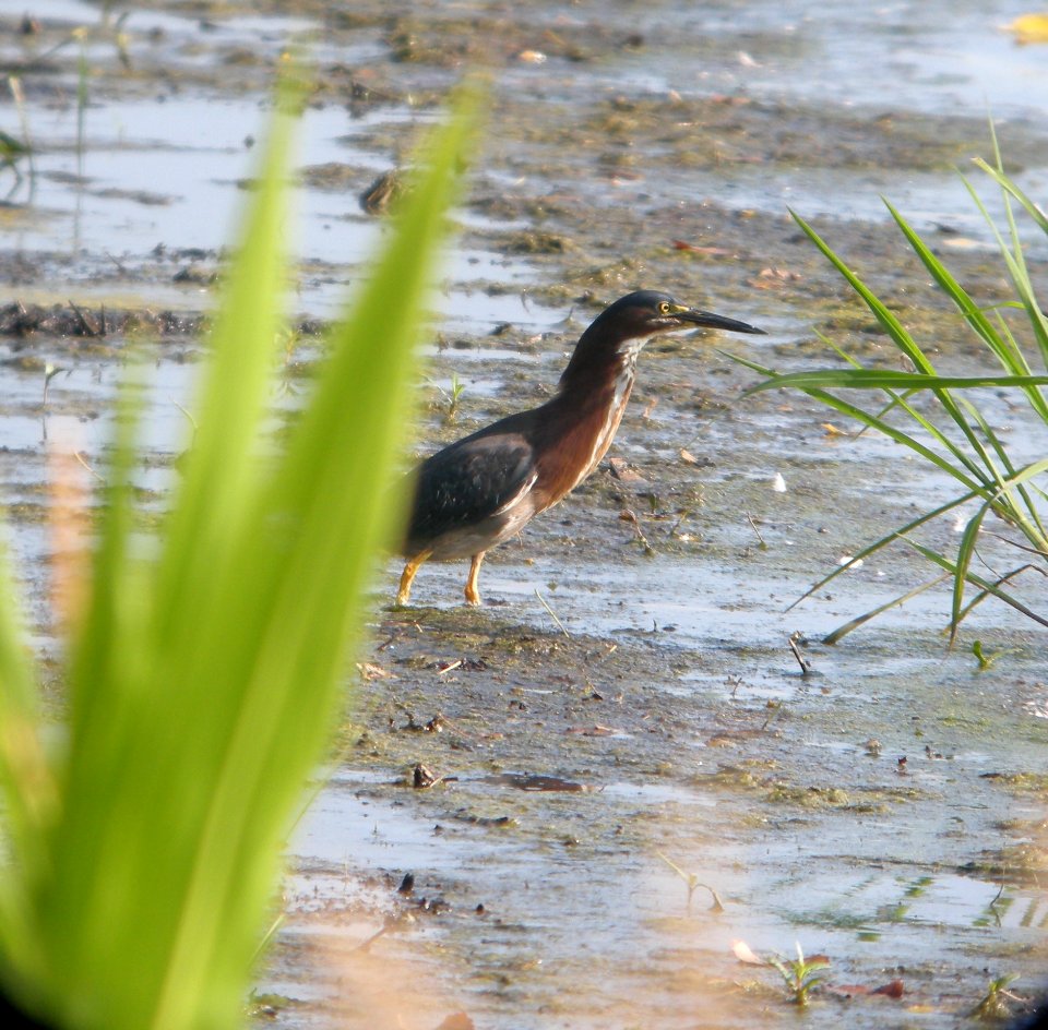 DSCN7667 c Green Heron Whispering Willows Kankakee Co IL 7-28-2015