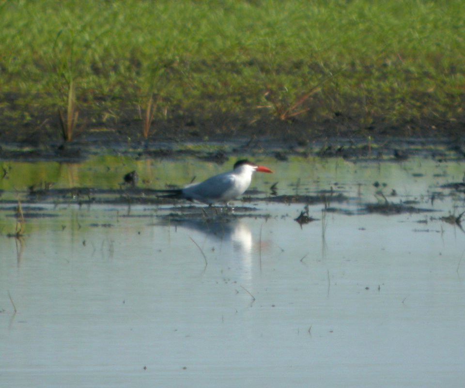 DSCN7658 c Caspian Tern Whispering Willows Kankakee Co IL 7-23-2015