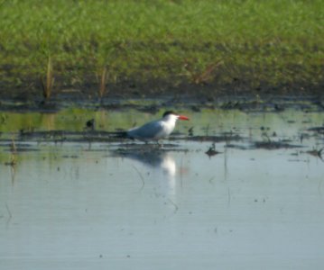 DSCN7658 c Caspian Tern Whispering Willows Kankakee Co IL 7-23-2015