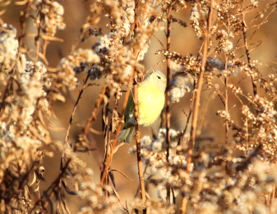 IMG 4832 c Orange-crowned Warbler Perry Farm Kankakee Co IL 11-2-2015