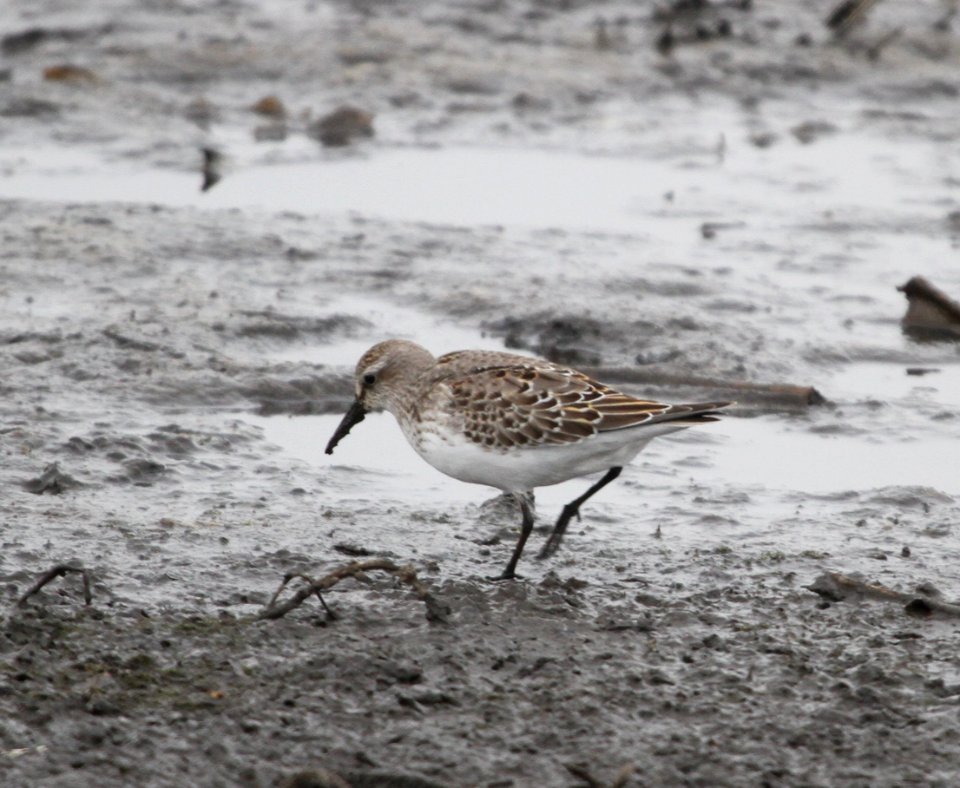 IMG 4492 c White-rumped Sandpiper Iroquois Co IL 10-23-2015