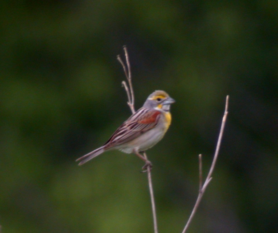 DSCN4277 c Dickcissel Perry Farm IL 6-25-06