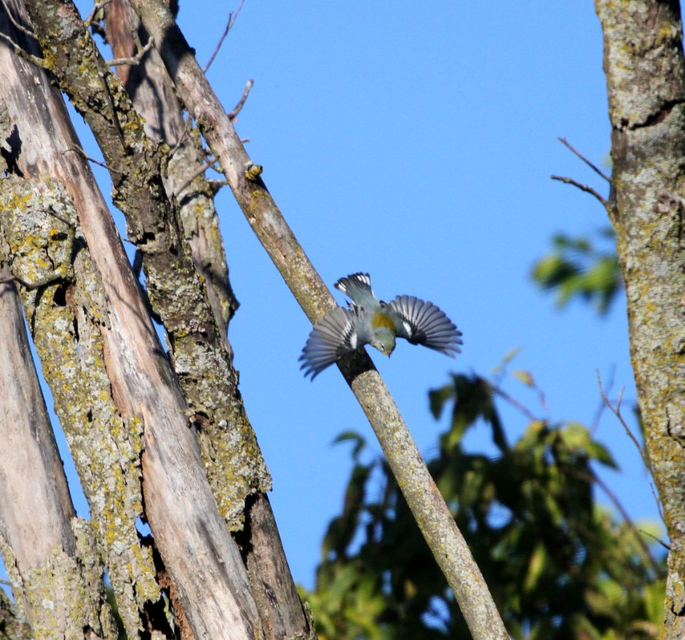 IMG 1315 c Northern Parula Perry Farm Bourbonnais IL 8-22-2015