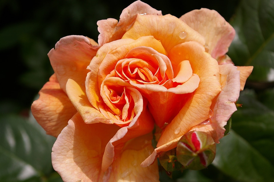 Bloom rose bloom fragrance