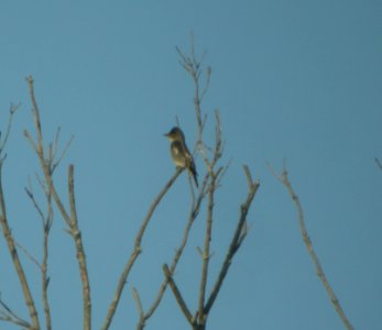 DSCN8132 c Olive-sided Flycatcher Kankakee IL 9-3-2015