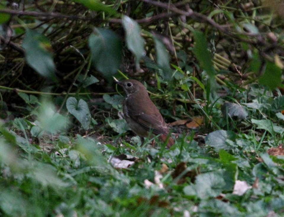 IMG 4274 c Hermit Thrush Hse Kankakee IL 10-21-2015