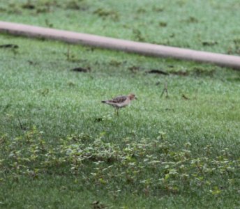 IMG 1998 c Buff-breasted Sandpiper Sod Farm Momence IL 9-9-2015