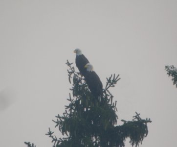 DSCN8104 c Bald Eagle Willow Slough FWA IN 8-31-2015