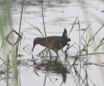 IMG 3526 c Virginia Rail TNC Kankakee Sands IN 10-5-2015