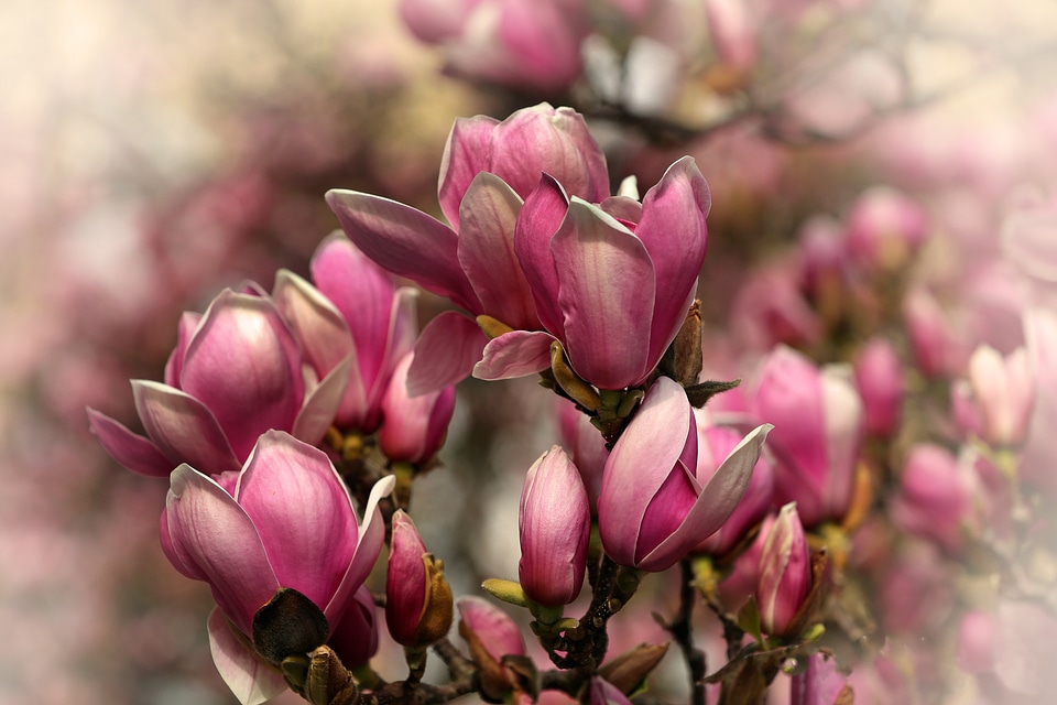 Nature close up plant