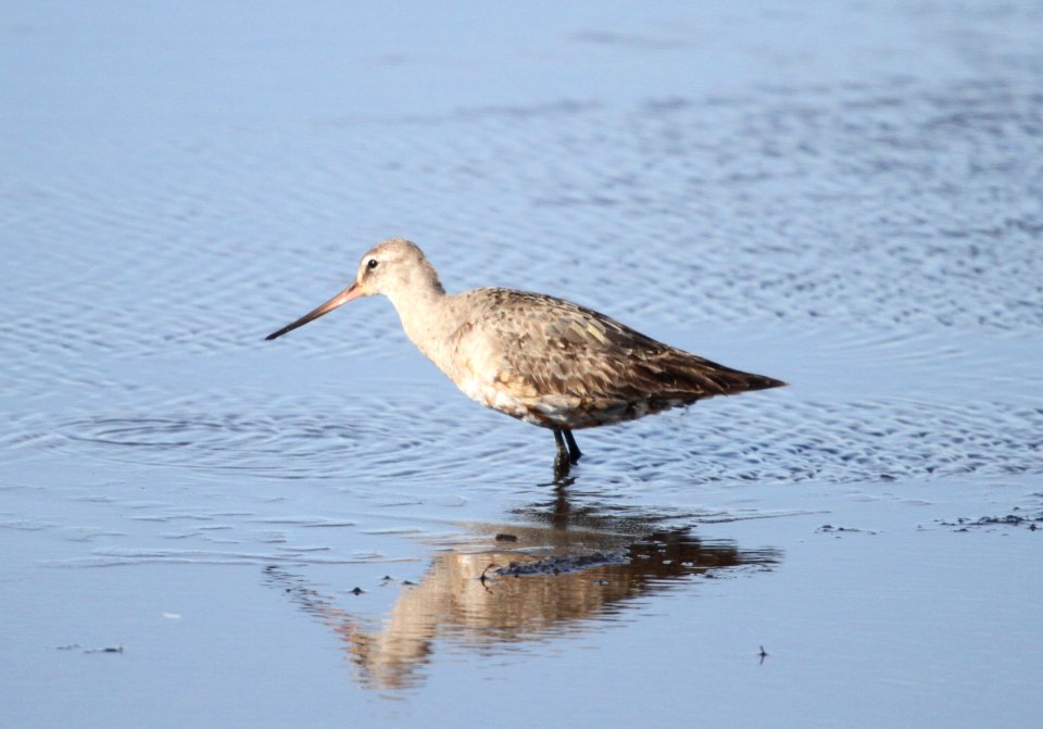 IMG 5307 c Hudsonian Godwit Iroquois Co IL 11-14-2015
