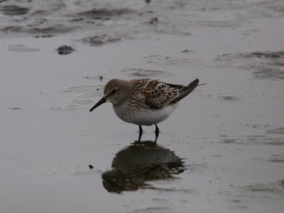 IMG 3491 c White-rumped Sandpiper TNC Kankakee Sands IN 10-5-2015