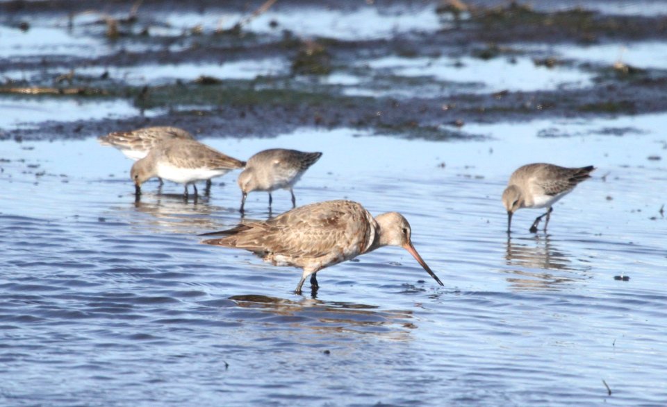 IMG 5290 c Dunlin Hudsonian Godwit Iroquois Co IL 11-14-2015