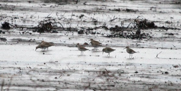 IMG 5356 c Dunlin Iroquois Co NW IL 11-18-2015