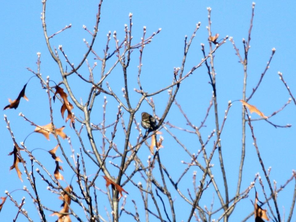 IMG 5046 c Pine Siskin Willow Slough FWA IN 11-9-2015