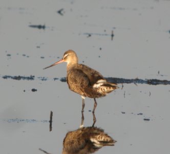 DSCN9025 c Hudsonian Godwit (+Voice) Iroquois Co IL 11-10-2015