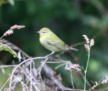 IMG 3716 c Tennessee Warbler Hse Kankakee IL 10-9-2015