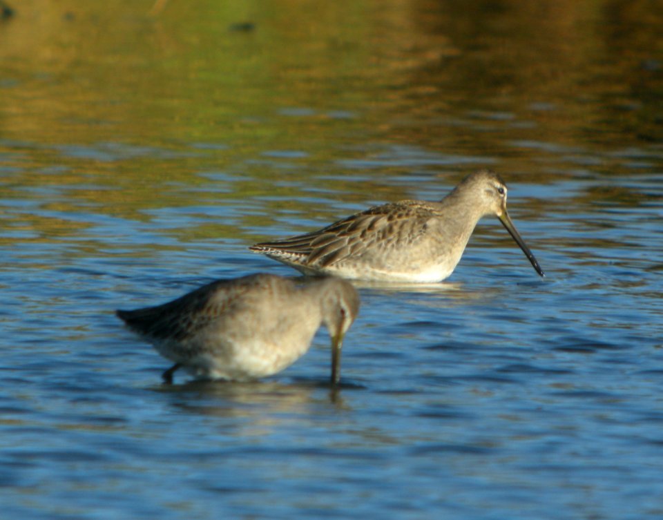 DSCN8529 c Long-billed Dowitcher TNC Kankakee Sands IN 10-14-2015