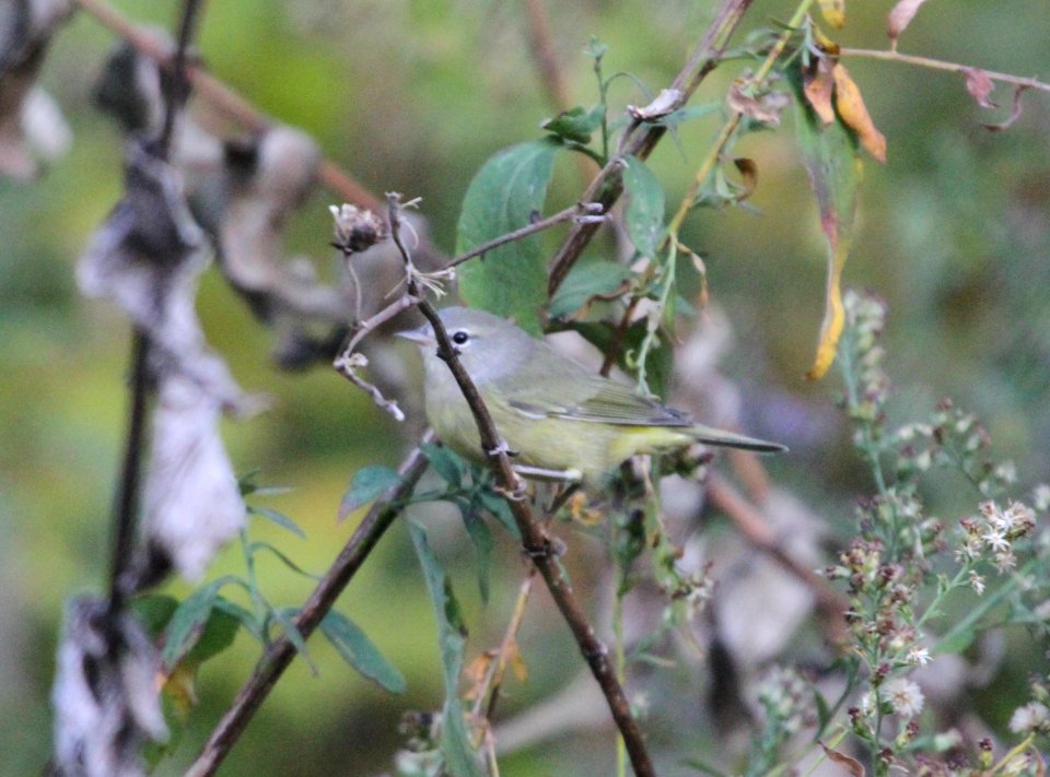 IMG 4126 c Orange-crowned Warbler Hse Kankakee IL 10-19-2015