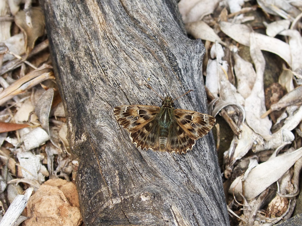 Trunk still life moth