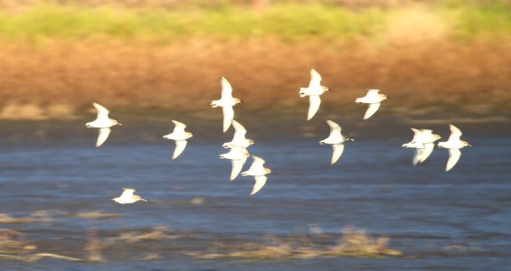 IMG 5142 c Dunlin Iroquois Co IL 11-11-2015 photo