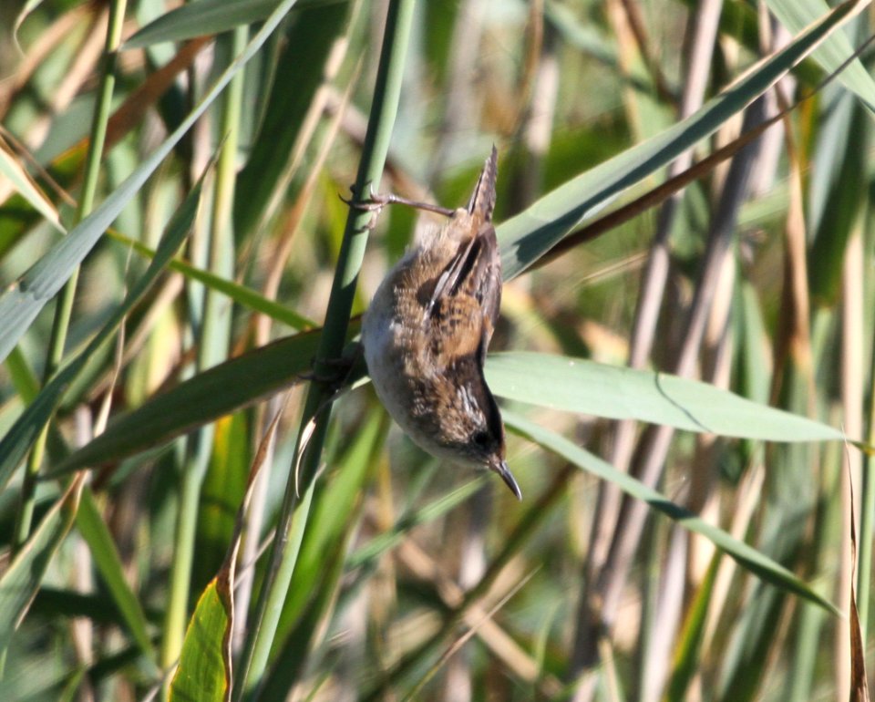 IMG 2817 c Marsh Wren LaSalle FWA IN 9-21-2015