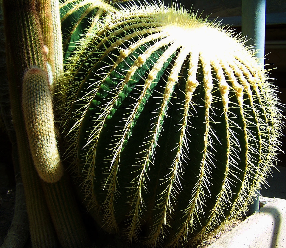 Ball cactus mexican cactus botanical garden