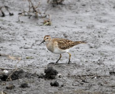 IMG 4479 c Pectoral Sandpiper Iroquois Co IL 10-23-2015