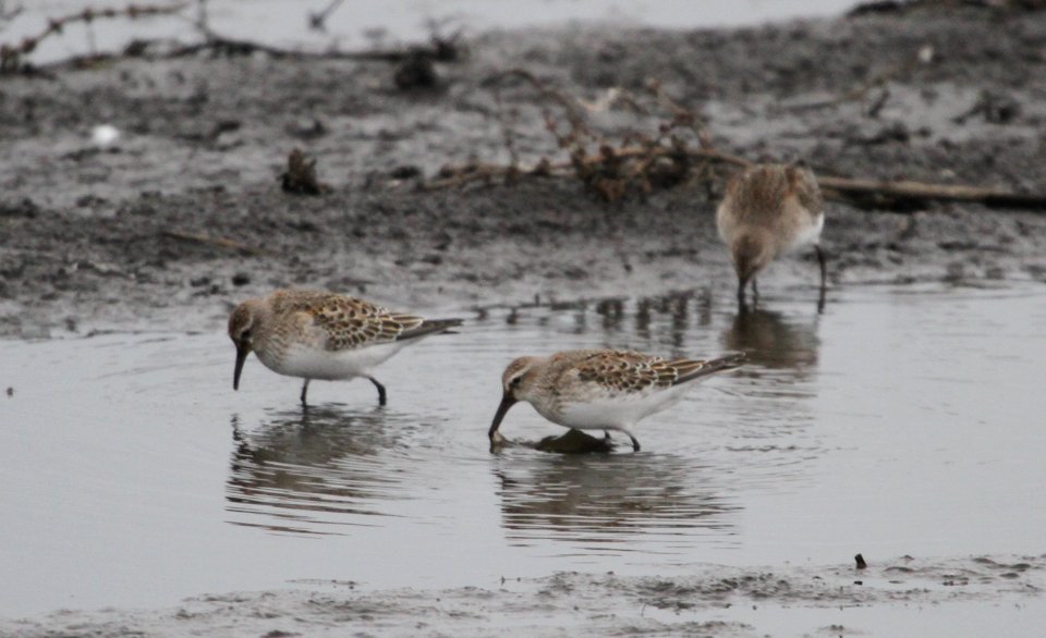 IMG 4528 c White-rumped Sandpiper Iroquois Co IL 10-23-2015