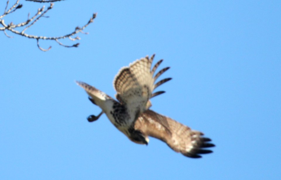 IMG 4782 c Red-tailed Hawk (Juv) LeHigh Quarry Kankakee Co IL 11-1-2015