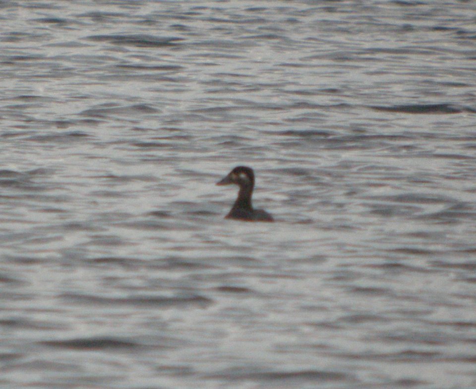 DSCN8772 c Surf Scoter Willow Slough FWA IN 10-22-2015