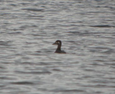 DSCN8772 c Surf Scoter Willow Slough FWA IN 10-22-2015