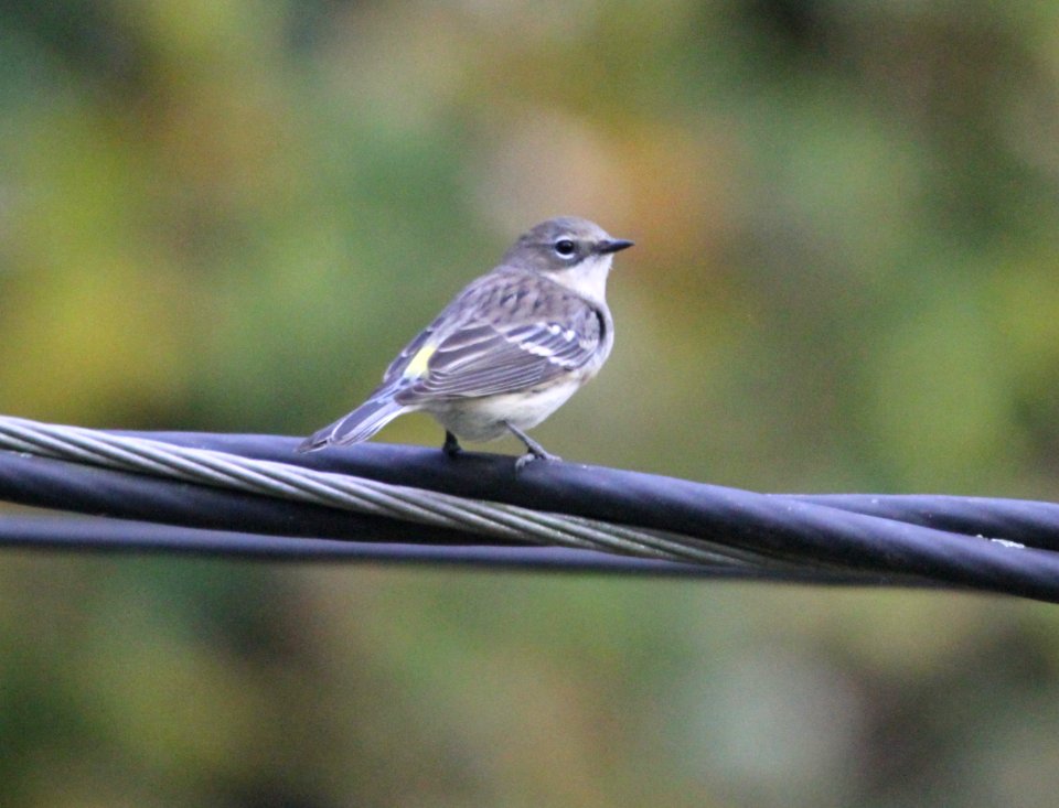 IMG 4249 c Yellow-rumped Warbler Hse Kankakee IL 10-21-2015