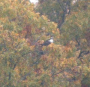 DSCN8785 c Osprey Willow Slough FWA IN 10-22-2015