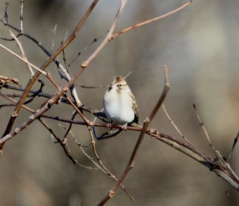 IMG 5044 c Chipping Sparrow Willow Slough FWA IN 11-9-2015