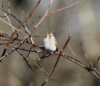 IMG 5044 c Chipping Sparrow Willow Slough FWA IN 11-9-2015 photo