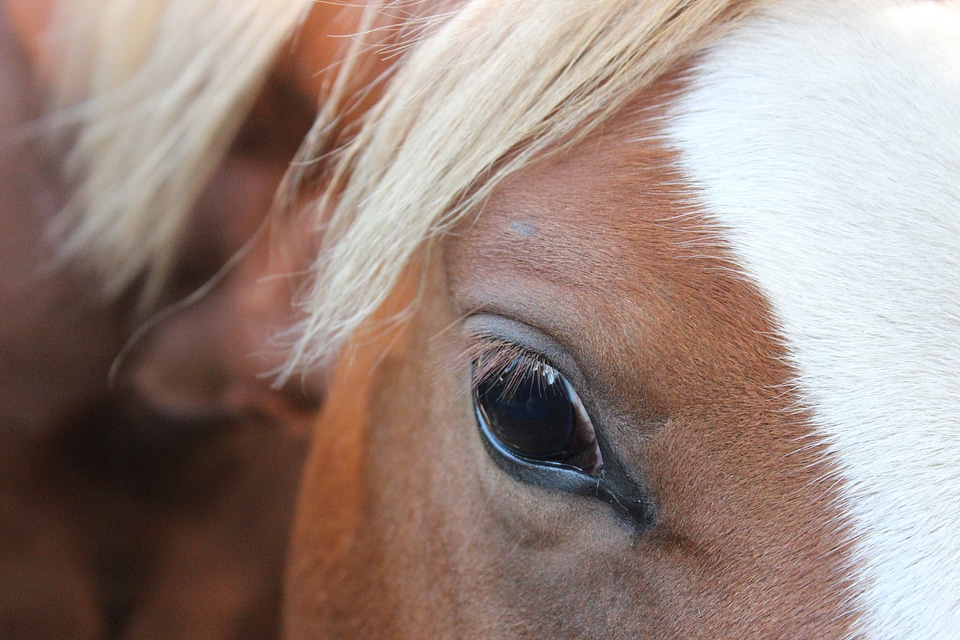 Foal blaze stallion