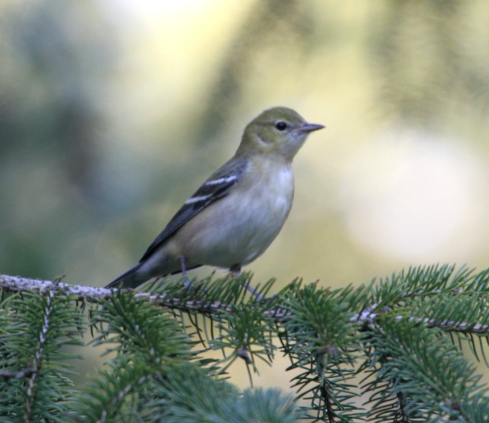 IMG 2839 c Bay-breasted Warbler Hse Kankakee IL 9-21-2015