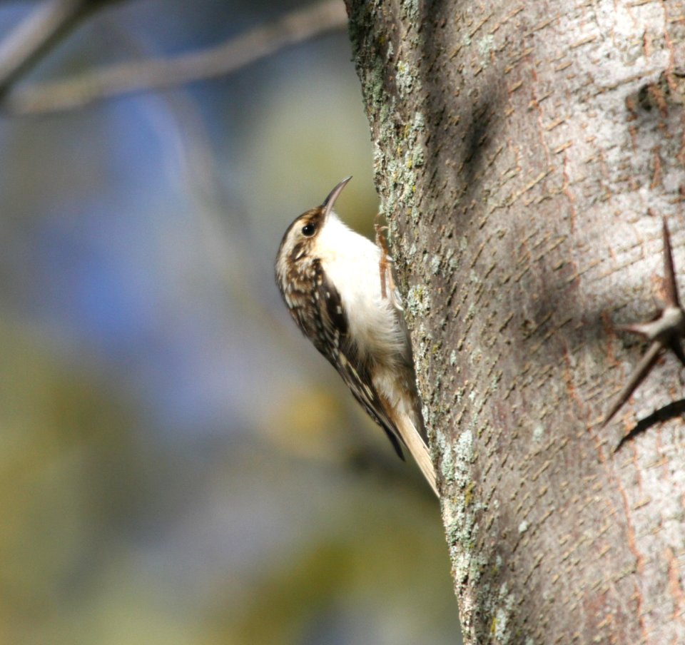IMG 3775 c Brown Creeper Kankakee IL 10-10-2015